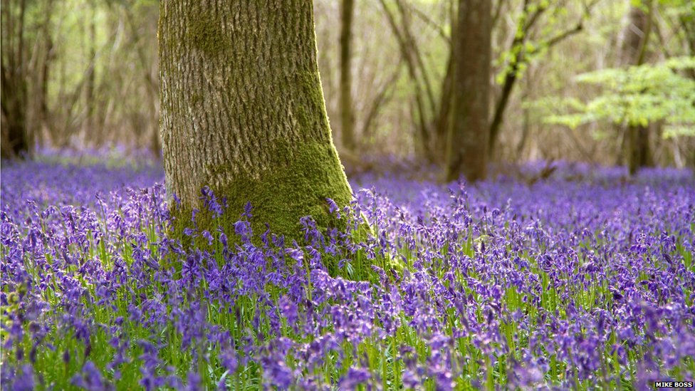 _67625687_bbcnature_c_bluebell_woodland