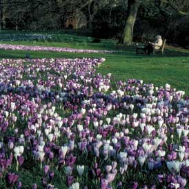 crocuses