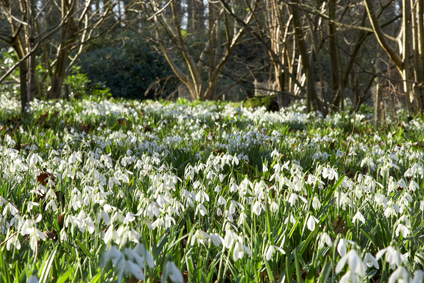 snowdrops_424