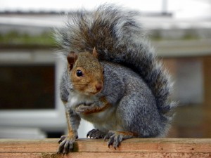 Grey Squirrel (Sciurus carolinensis) by Peter O' Connor https://www.flickr.com/photos/58414938@N00/8144169469