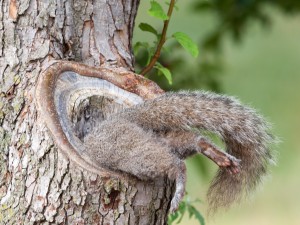 Hidey Hole by John Benson https://www.flickr.com/photos/j_benson/7471675062