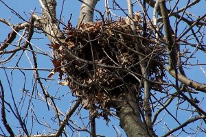 Squirrel Nest in my Backyard by Heart Windows Art https://www.flickr.com/photos/heart_windows_art/1819644421