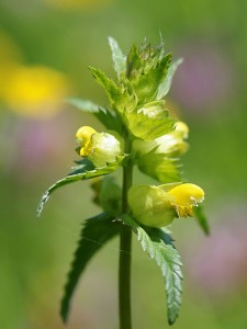 © Hans Hillewaert / , via Wikimedia Commons https://commons.wikimedia.org/wiki/File%3Rhinanthus_minor_(spike).jpg