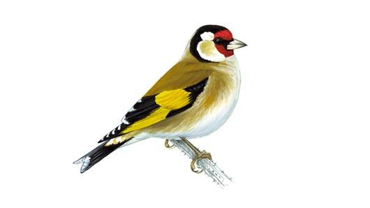goldfinch